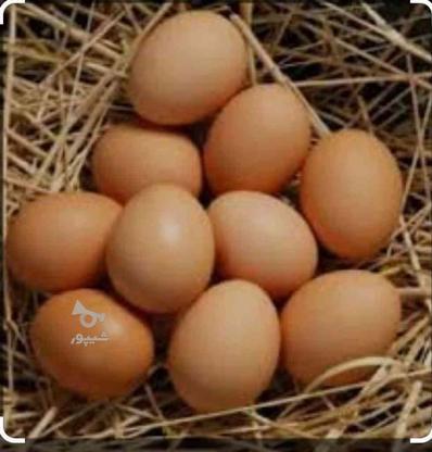 تخم مرغ برهما در گروه خرید و فروش ورزش فرهنگ فراغت در همدان در شیپور-عکس1