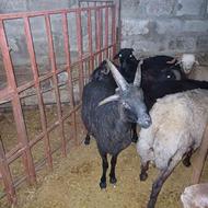 یک راس گوسفند چهارشاخ کیلوی350 یک راس گوسفند ابست اوایش شکم