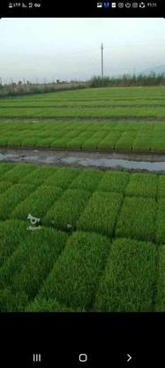 بذر شالی آماده نشا فجر در گروه خرید و فروش صنعتی، اداری و تجاری در گلستان در شیپور-عکس1