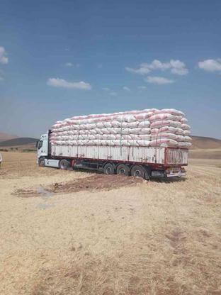 خرید وفروش کاه گندم دیم و یونجه کردستان در گروه خرید و فروش خدمات و کسب و کار در آذربایجان غربی در شیپور-عکس1