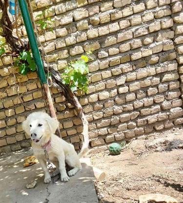واگذاری سگ پاکوتاه ماده در گروه خرید و فروش ورزش فرهنگ فراغت در خراسان رضوی در شیپور-عکس1