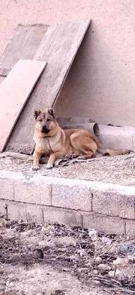 واگذاری سگ در گروه خرید و فروش ورزش فرهنگ فراغت در اصفهان در شیپور-عکس1