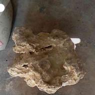 فسیل سنگی سنجاب چند میلیون ساله که باید کارشناسی شود