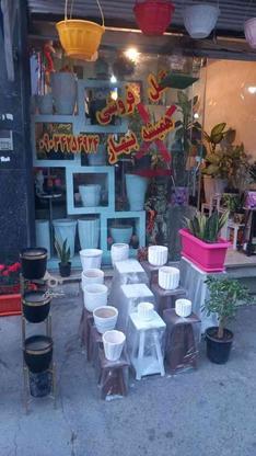 گل گیاه آپارتمانئ در گروه خرید و فروش صنعتی، اداری و تجاری در تهران در شیپور-عکس1