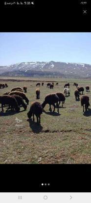 خریدار عمده شیر گوسفند در گروه خرید و فروش خدمات و کسب و کار در آذربایجان شرقی در شیپور-عکس1