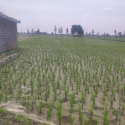 فروش زمین کشاورزی 5000 متر در دابودشت در گروه خرید و فروش املاک در مازندران در شیپور-عکس1