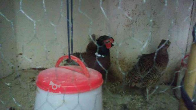 پرنده سالم تخم گذار در گروه خرید و فروش ورزش فرهنگ فراغت در مازندران در شیپور-عکس1