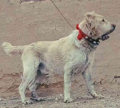واگذاری سگ‌های نژاد دار ادمگیر نگهبان در گروه خرید و فروش ورزش فرهنگ فراغت در البرز در شیپور-عکس1
