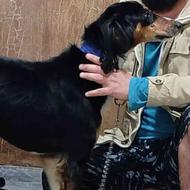 واگذا ری سگ تازی سالوکی شکاری اصیل نر2ساله، تیزو پرسرعت