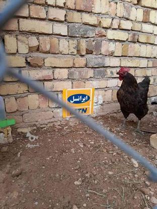 مرغ محلی تخم گزار در گروه خرید و فروش ورزش فرهنگ فراغت در زنجان در شیپور-عکس1
