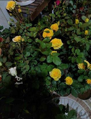 گل رز هلندی در گروه خرید و فروش لوازم خانگی در کرمانشاه در شیپور-عکس1