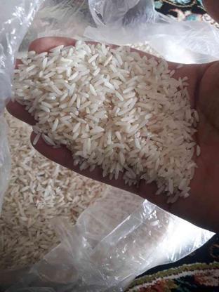 برنج و شالی هم موجود هست در گروه خرید و فروش خدمات و کسب و کار در مازندران در شیپور-عکس1
