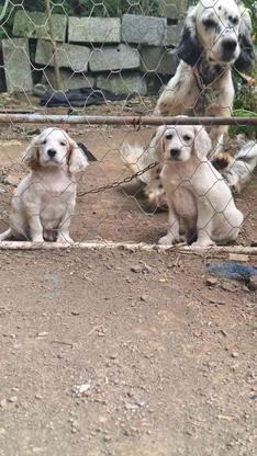 واگذاری سگ شکاری ستر اصیل در گروه خرید و فروش ورزش فرهنگ فراغت در مازندران در شیپور-عکس1