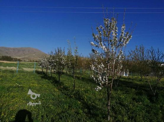 باغ 2250متری در گروه خرید و فروش املاک در کردستان در شیپور-عکس1
