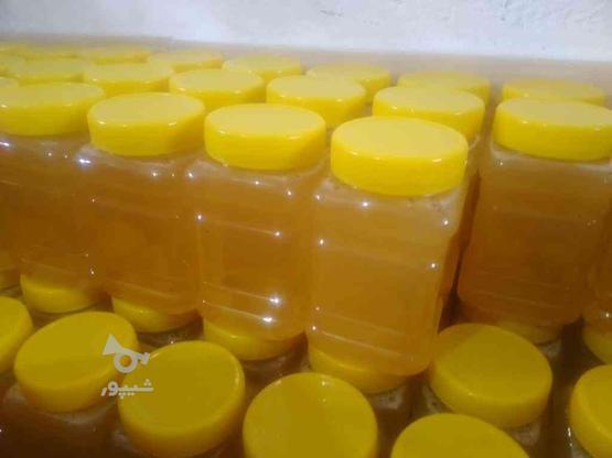 فروش عسل ییلاق در دل جنگل با طعم بسیار دلچسب در گروه خرید و فروش خدمات و کسب و کار در مازندران در شیپور-عکس1