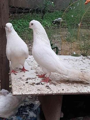 کبوتر نروماده سفید زینتی چشم و نوک سفید، نوک ریز در گروه خرید و فروش ورزش فرهنگ فراغت در مازندران در شیپور-عکس1