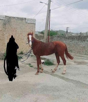 اسب نر 3 ساله در گروه خرید و فروش ورزش فرهنگ فراغت در اصفهان در شیپور-عکس1