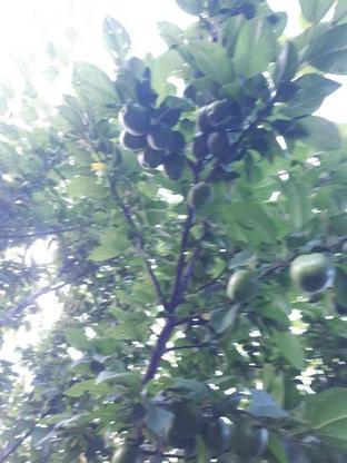 میوه تازه باغ، در گروه خرید و فروش خدمات و کسب و کار در البرز در شیپور-عکس1