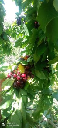 باغ گیلاس و انواع میوه نوبرانه تا میوه پایان فصل در گروه خرید و فروش املاک در خراسان رضوی در شیپور-عکس1