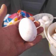 تخم مرغ بزرک سفید محلی
