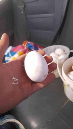 تخم مرغ بزرک سفید محلی در گروه خرید و فروش ورزش فرهنگ فراغت در خراسان شمالی در شیپور-عکس1