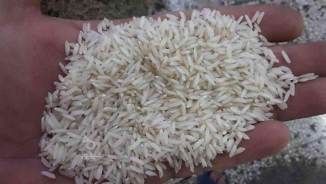 برنج دوباره کشت طارم (بوجار ،سورت)شده در گروه خرید و فروش خدمات و کسب و کار در مازندران در شیپور-عکس1