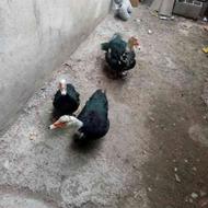 اردک روسی نر و ماده گوشتی و تخم گذار