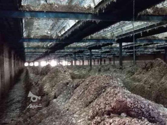 کود مرغی قفسی در گروه خرید و فروش صنعتی، اداری و تجاری در زنجان در شیپور-عکس1