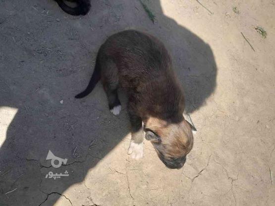 واگذای سگ ژرمن یک ماه هنوز ندارع در گروه خرید و فروش ورزش فرهنگ فراغت در کرمان در شیپور-عکس1