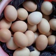 تخم مرغ محلی نطفه دار از نژاد تخم گذار و گوشتی