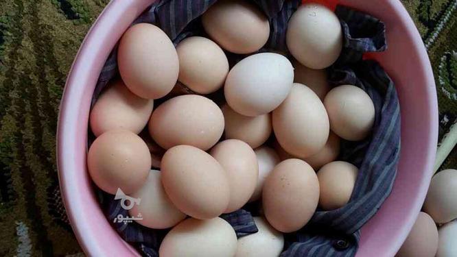 تخم مرغ محلی نطفه دار از نژاد تخم گذار و گوشتی در گروه خرید و فروش خدمات و کسب و کار در گیلان در شیپور-عکس1