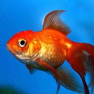 ماهی قرمز مولد