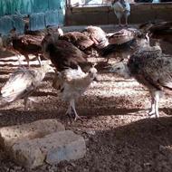 فروش جوجه طاووس یک ساله واکسن خورده نر و یک جفت مصری