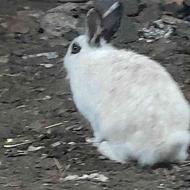 خرگوش بالق و نزدیک بالق