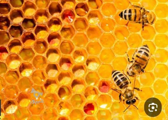 موم عاج شده زنبور عسل در گروه خرید و فروش خدمات و کسب و کار در کرمان در شیپور-عکس1