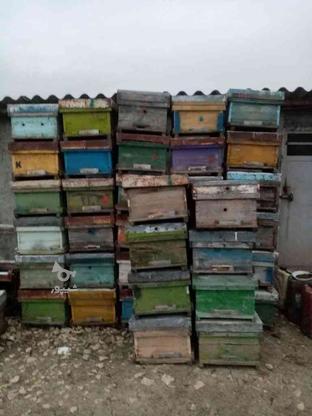 کندوی زنبور عسل در گروه خرید و فروش خدمات و کسب و کار در مازندران در شیپور-عکس1