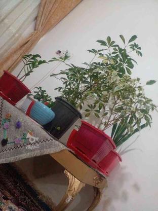خرید وفروش پیاز زعفران در گروه خرید و فروش خدمات و کسب و کار در خراسان رضوی در شیپور-عکس1
