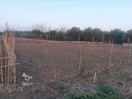 زمین مسکونی باغی کشاورزی در گروه خرید و فروش املاک در مازندران در شیپور-عکس1