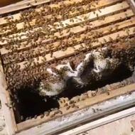 فروش 45کلنی زنبور عسل