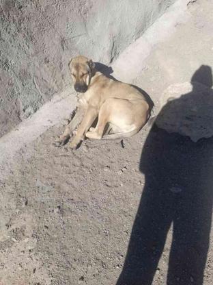 سگ سرابی نر گمشده در گروه خرید و فروش خدمات و کسب و کار در آذربایجان شرقی در شیپور-عکس1