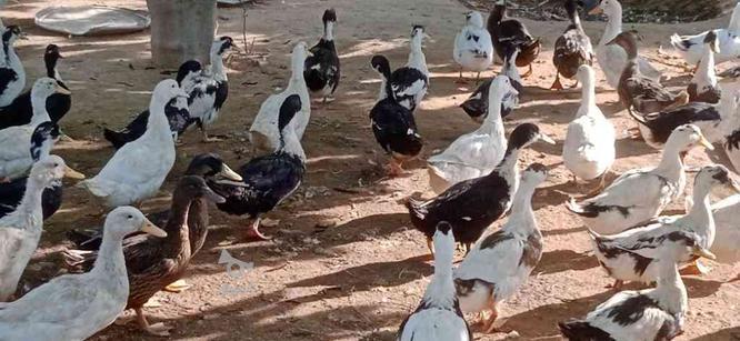 اردک محلی درشت,ارگانیک6ماهه در گروه خرید و فروش ورزش فرهنگ فراغت در مازندران در شیپور-عکس1