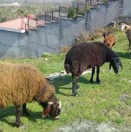 فروش سه راس گوسفند نر