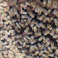 ملکه کارنیکا و کندو زنبور عسل
