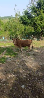 گاو چالوسی با گوساله ماده در گروه خرید و فروش ورزش فرهنگ فراغت در گیلان در شیپور-عکس1