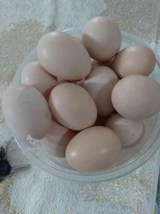 تخم مرغ دوزرده خانگی در گروه خرید و فروش خدمات و کسب و کار در خراسان رضوی در شیپور-عکس1