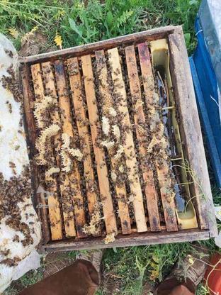 زنبور عسل 9قاب فول قوی در گروه خرید و فروش ورزش فرهنگ فراغت در آذربایجان شرقی در شیپور-عکس1