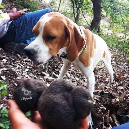 سگ شکاری انگلیس دنبالن یاب بشرط واگذاری در گروه خرید و فروش ورزش فرهنگ فراغت در گلستان در شیپور-عکس1