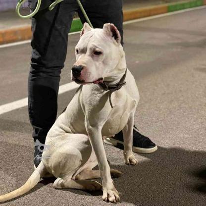 سگ داگو ارژانتینو ماده 2ساله واگذاری در گروه خرید و فروش ورزش فرهنگ فراغت در مازندران در شیپور-عکس1