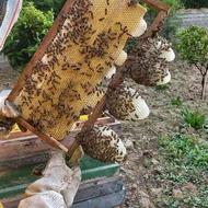 عسل طبیعی رو از زنبوردار بخر