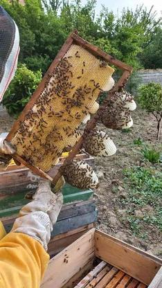 عسل طبیعی رو از زنبوردار بخر در گروه خرید و فروش خدمات و کسب و کار در مازندران در شیپور-عکس1